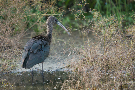 Zwarte Ibis