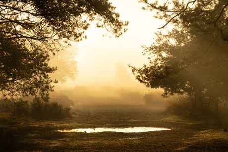 Mistige ochtend 