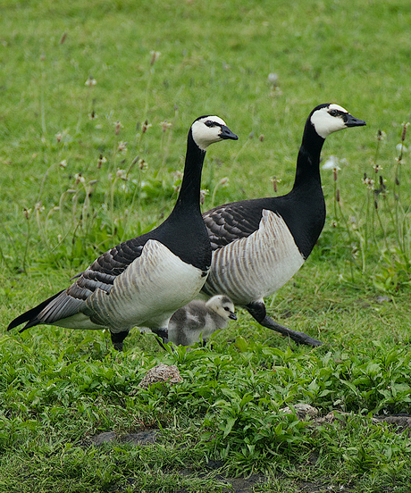 Brandgans familie...