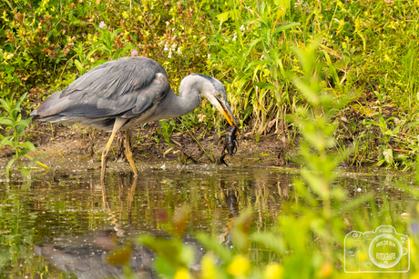 Blauwe reiger heeft beet,