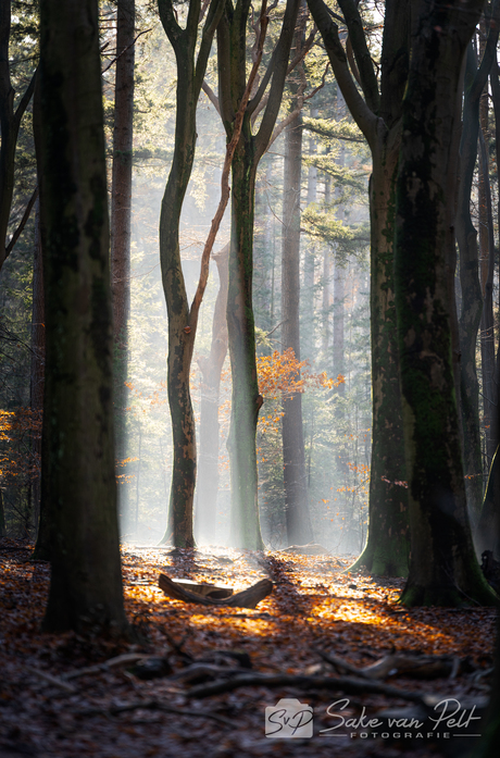 Diep in het Bos