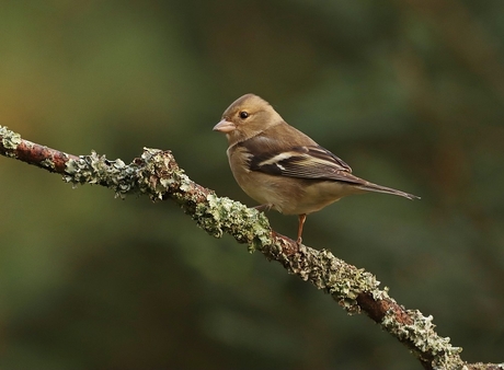 Vink