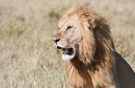 Afrikaanse Leeuw - Serengeti