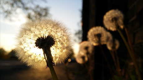 Familie Paardebloem.