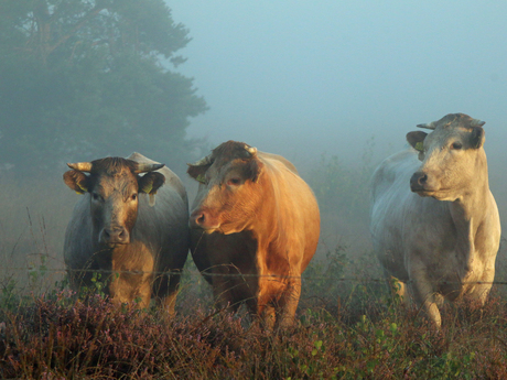Koeien in de ochtendmist