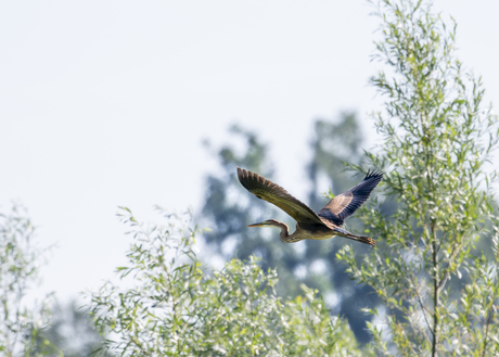 Purperreiger