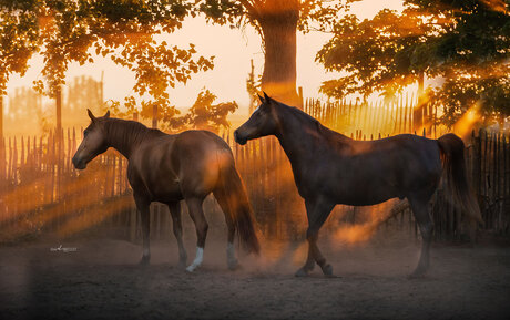 Paarden tijdens zonsondergang