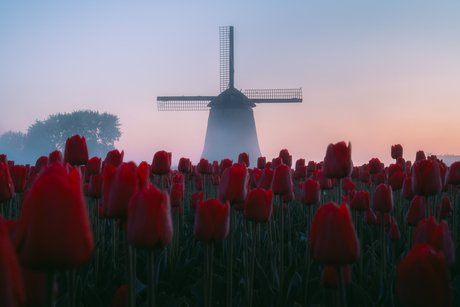 De molen van Schermerhorn, omhuld door ochtendnevel en tulpen.