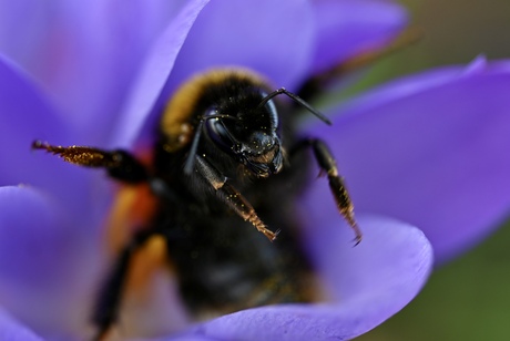 Deze krokus is bezet
