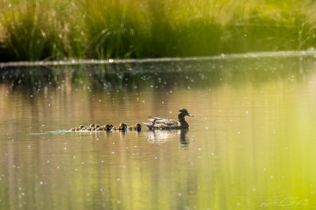Eend met kleintjes