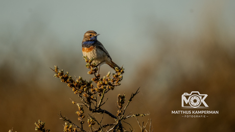 Blauwborst