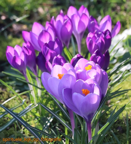 Krokussen in zonlicht