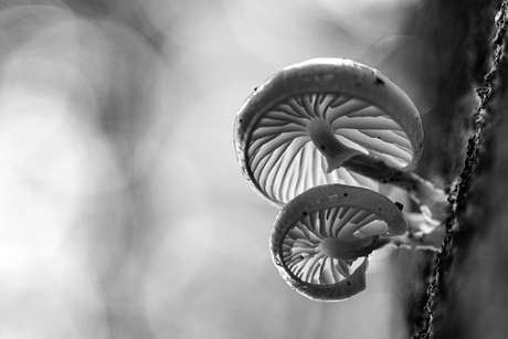 Magisch speulderbos met zijn beuken en porseleinzwammen 