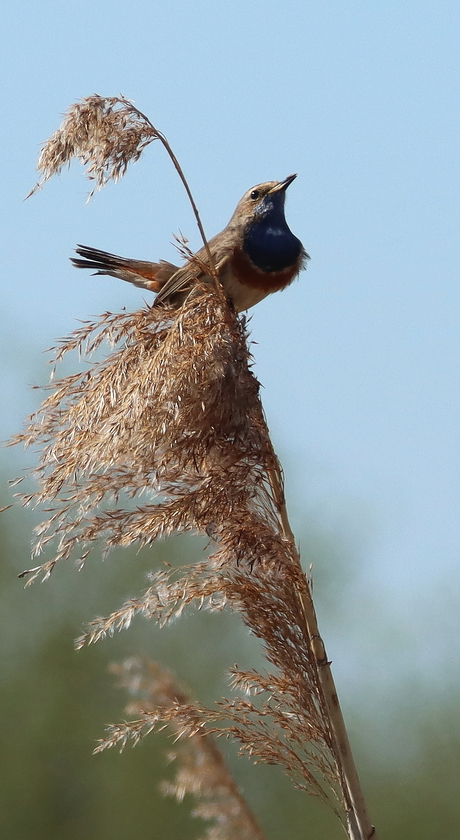 blauwborst