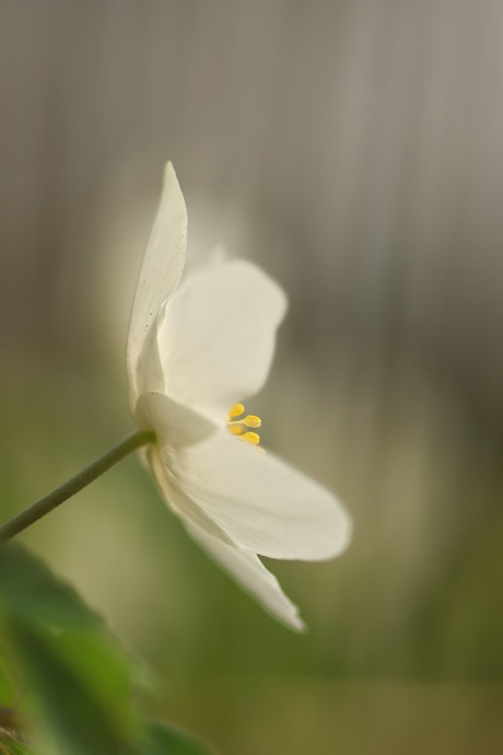 Schilderachtige bosanemoon