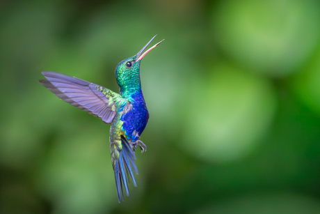Paarsbuikkolibrie in vlucht