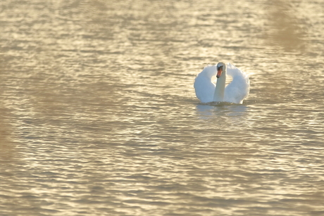 de zon in het water zien schijnen