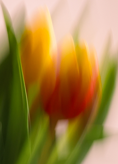 Tulpen