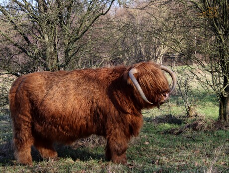 Schotse Hooglander 