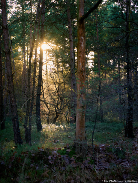 Zonlicht door de bomen