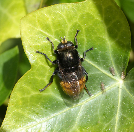 Grote narcisvlieg.