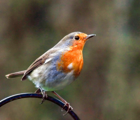 De Roodborst.