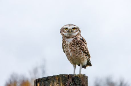 Mijnheer de uil