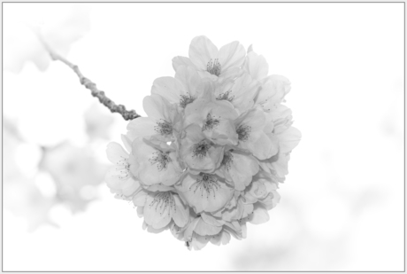 High Key foto bloesem