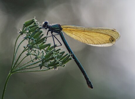 Weidebeekjuffer (vr.)