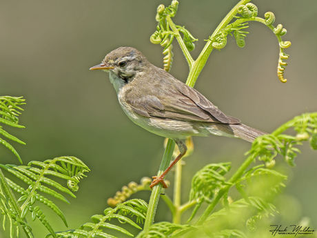 Fitis - Willow warbler (Phylloscopus trochilus)
