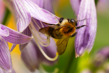 Hommel