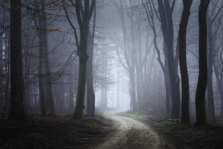Wandelend door de mist, één stap tegelijk