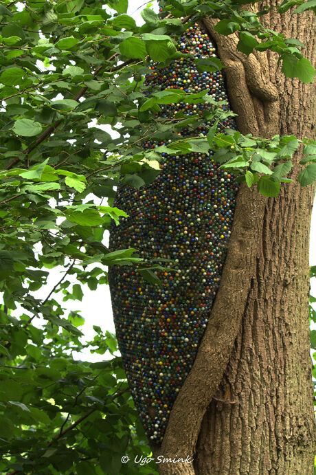 Knikkerboom.