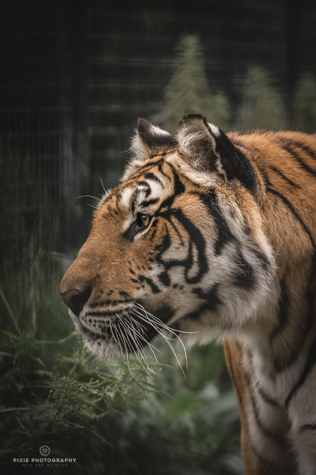 Tijger in Landgoed Hoenderdaell