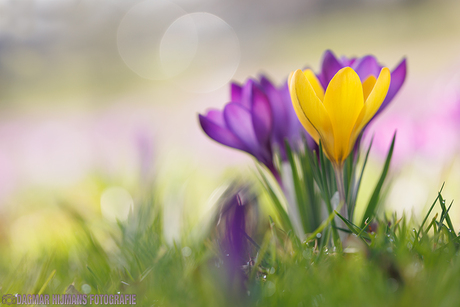 Krokus 'Dare to be Different'