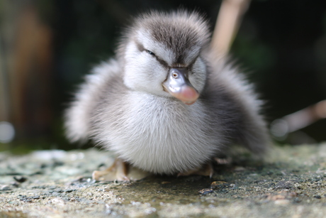 little Duck