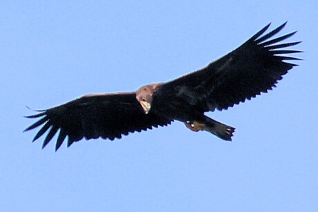 Zwevend, loerend en jagen....