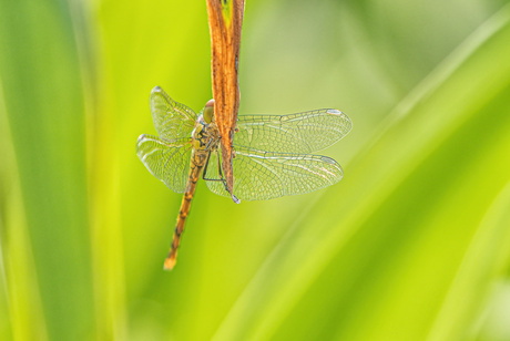 Bruinrode Heidelibel