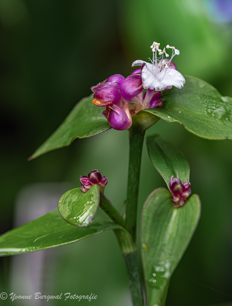 Tradescantia zanonia of eendagsbloem
