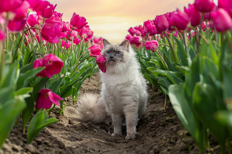 sky houdt van de tulpen