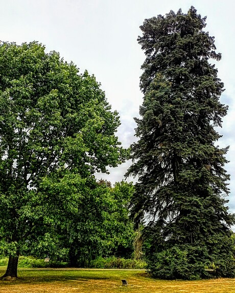 Buitenplaats Vaeshartelt - Reuze Bomen