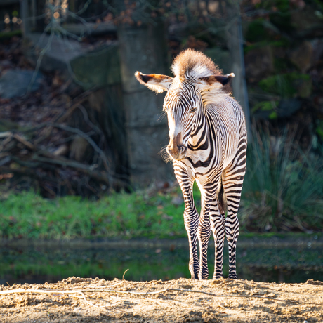 Zebra veulen 