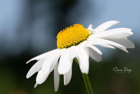 Margriet