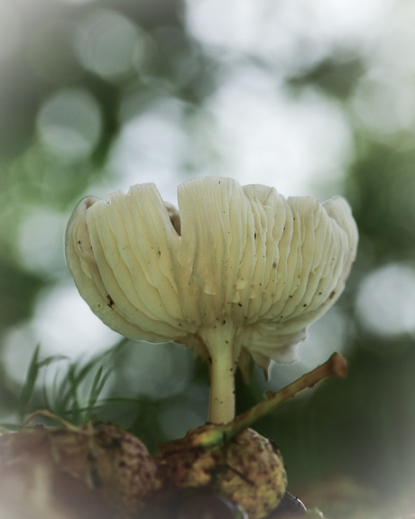 Paddenstoelen 