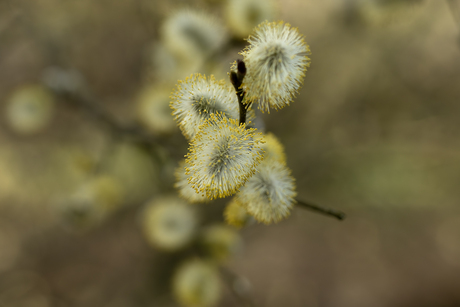 Wilgenkatjes 