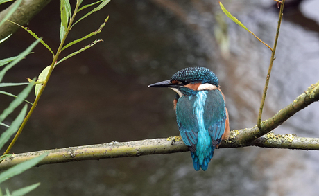 ijsvogel aan de Maas 