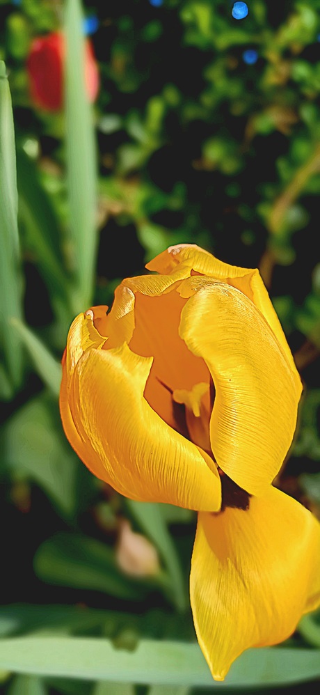 Tulp