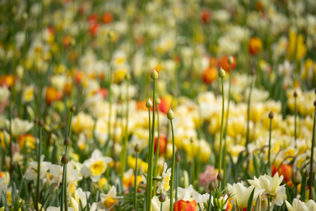 Colors of the Keukenhof