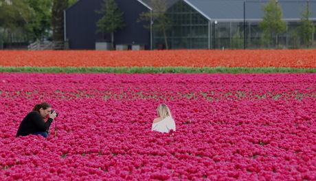 Tussen de bollenvelden