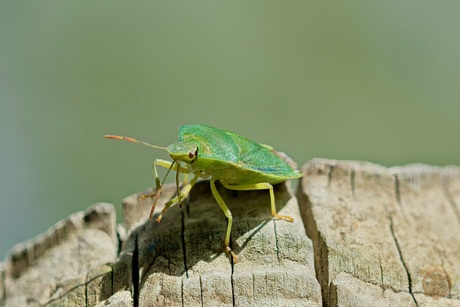 Smaragd op hout - de groene schildwants